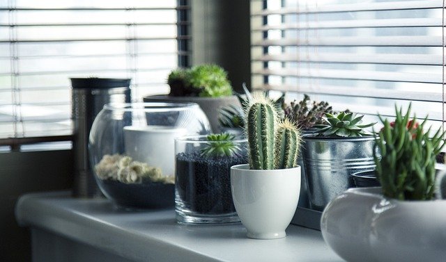 Read more about the article Cultivating Tranquility: A Guide to Indoor Garden Design
